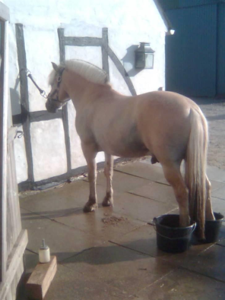 Diverse billeder af Gule - Endnu en gang Gule i vandbad :) billede 22