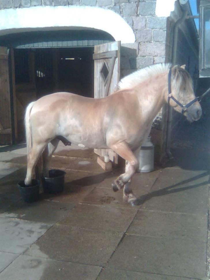 Diverse billeder af Gule billede 23