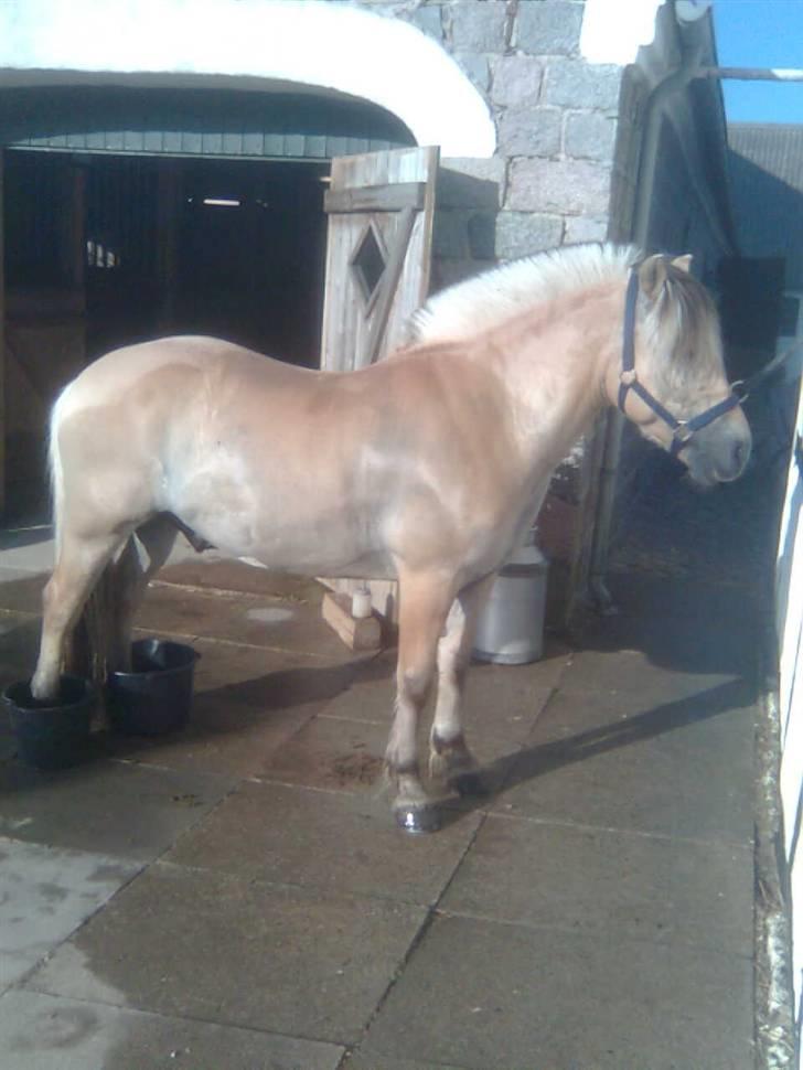 Diverse billeder af Gule billede 24