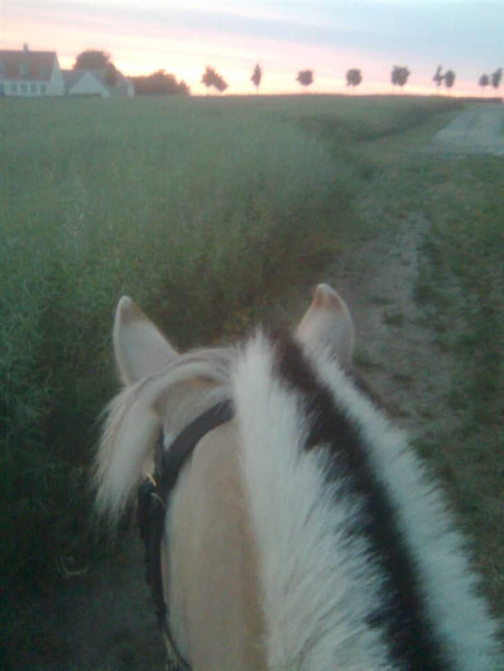 Diverse billeder af Gule - På aftentur :) Gården på billedet er der vi står opstaldet.. billede 25