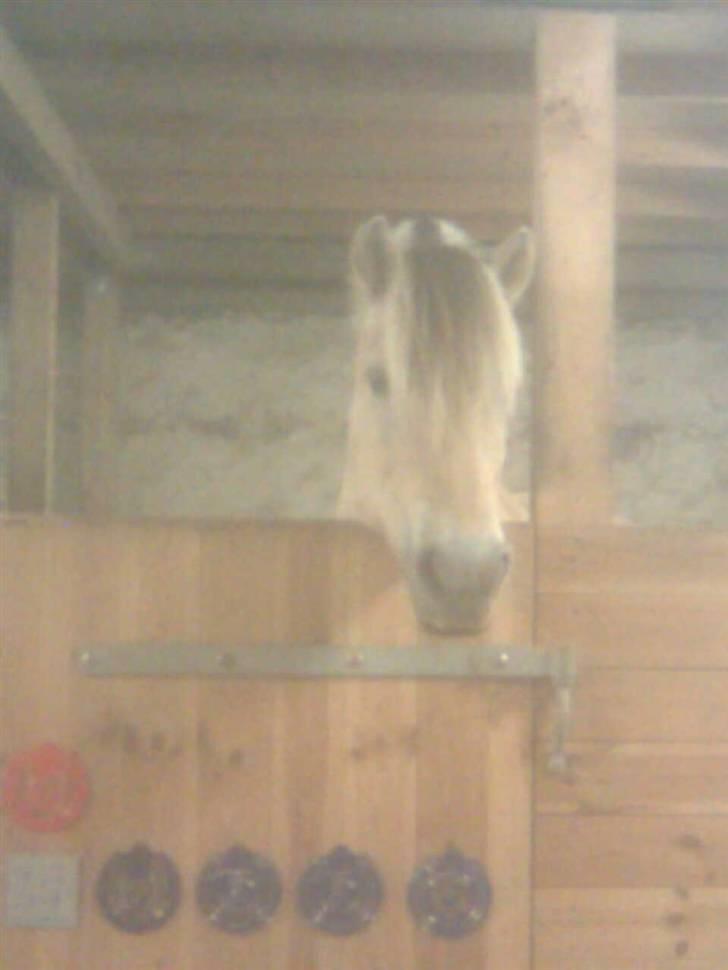 Diverse billeder af Gule - En glad Gule der venter på gulerødder.. ;) billede 26