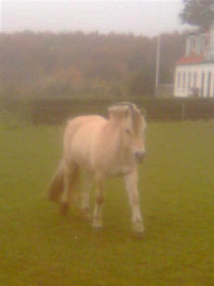 Diverse billeder af Gule billede 27