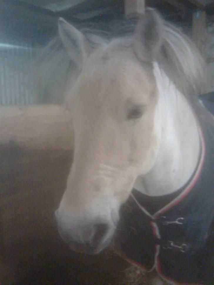 Diverse billeder af Gule - Gule til frisør ;) Nej han sys vist ik det var lige så sjovt som os andre ;) billede 28