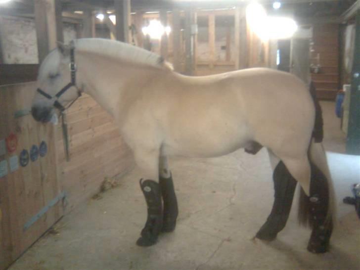 Diverse billeder af Gule - Gule i transportudstyret :) billede 29