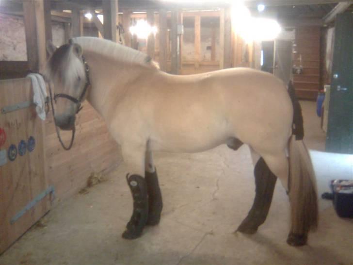 Diverse billeder af Gule billede 30