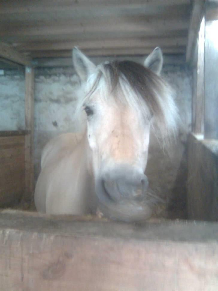 Diverse billeder af Gule - Snaske Gule spiser igen igen :) billede 31