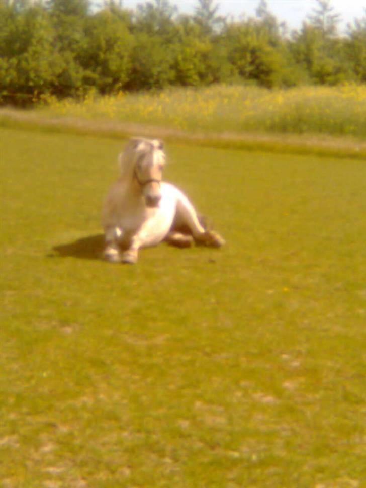 Diverse billeder af Gule - Hmm.. Tager da lige en slapper på folden.. :) billede 32