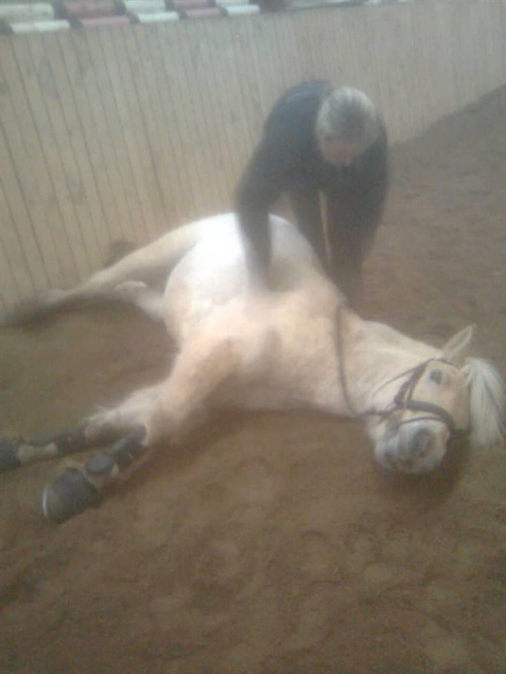 Diverse billeder af Gule - Så har Gule NÆSTEN lært at ligge sig ned når man beder ham om det.. Her er det Pernille Nørgård (nu rytter på Blue Hors) der har lagt ham ned.. :) Jan 09 - taget med mobil.. billede 33