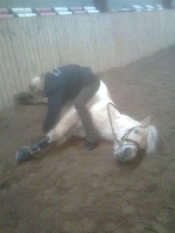 Diverse billeder af Gule billede 34