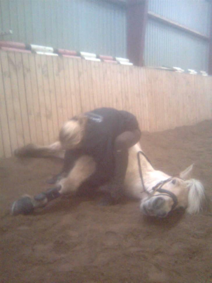 Diverse billeder af Gule billede 35