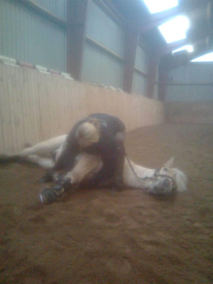 Diverse billeder af Gule billede 36