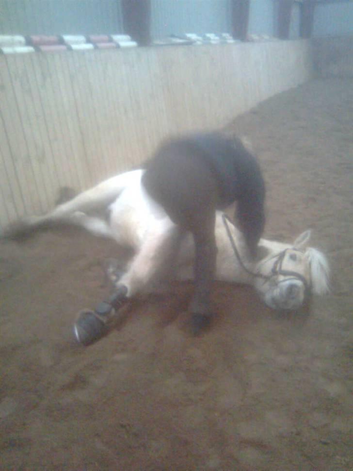 Diverse billeder af Gule billede 37