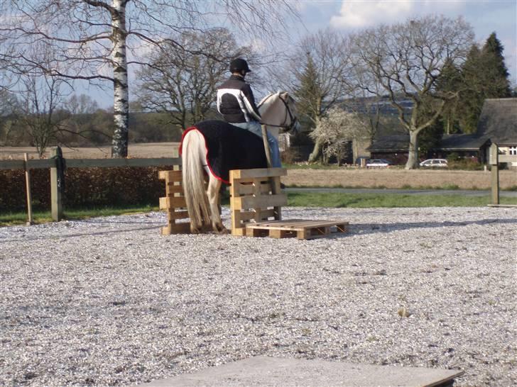 Diverse billeder af Gule - Agility træning forår 08 i Linnet.. :) Vi prøvede både banen gående og med mig på ryggen :) billede 38