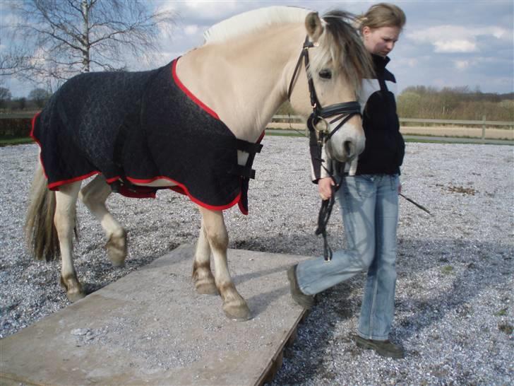 Diverse billeder af Gule billede 40