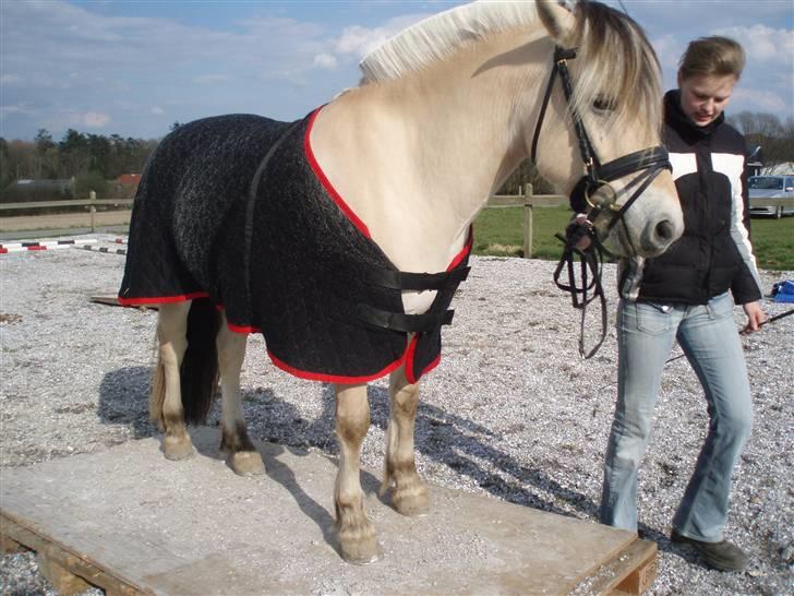 Diverse billeder af Gule billede 41