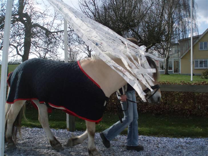 Diverse billeder af Gule billede 42