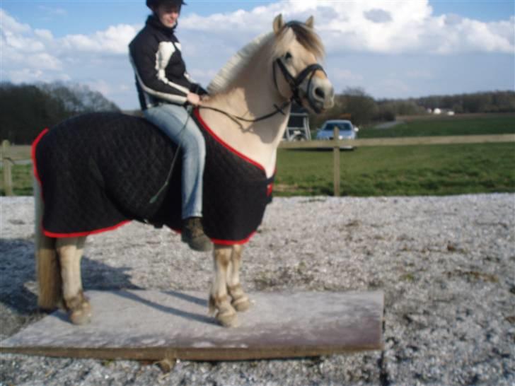 Diverse billeder af Gule billede 47