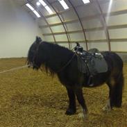 Nye billder af  tulle