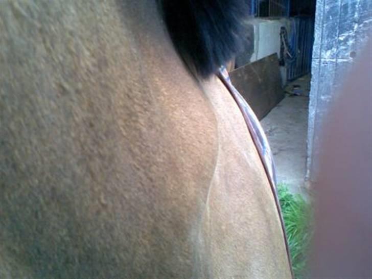 Byld efter vaccine billede 3