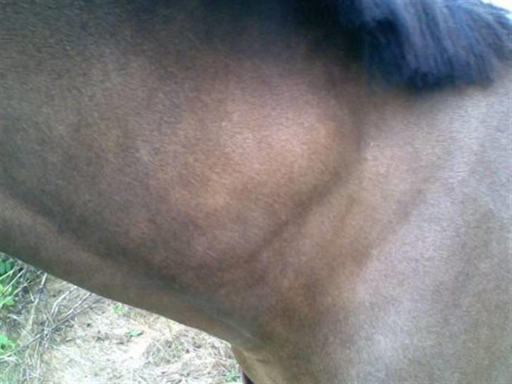 Byld efter vaccine billede 4