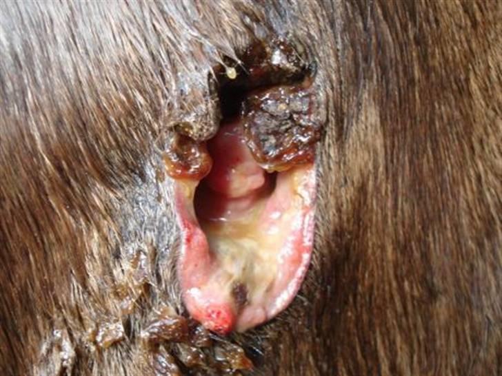 Byld efter vaccine billede 7