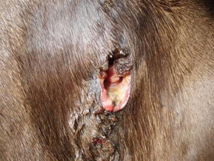 Byld efter vaccine billede 8