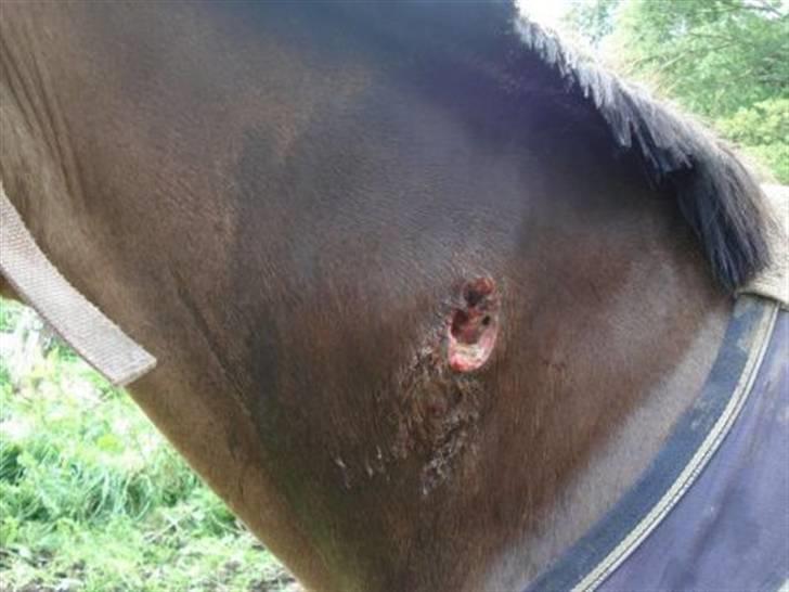 Byld efter vaccine billede 9