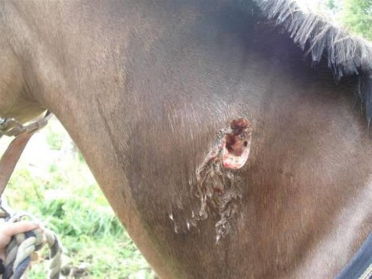 Byld efter vaccine billede 10