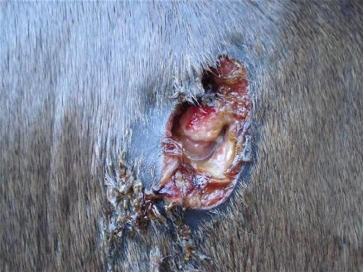 Byld efter vaccine billede 11