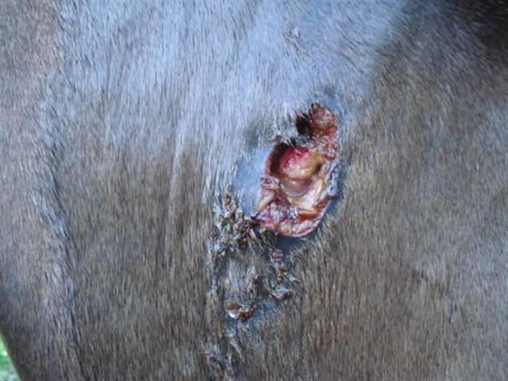 Byld efter vaccine billede 12