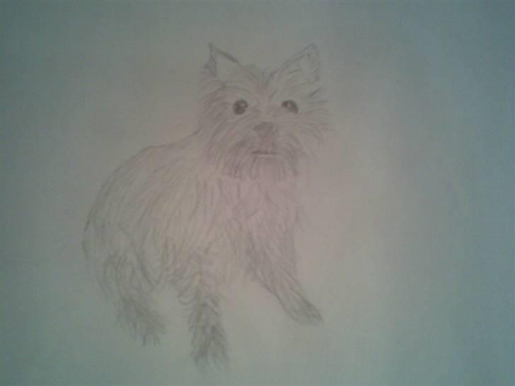 Tegninger og malerier - Min hund :) billede 14