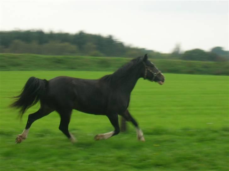 Tegninger af heste og venner - Ronja billede 10