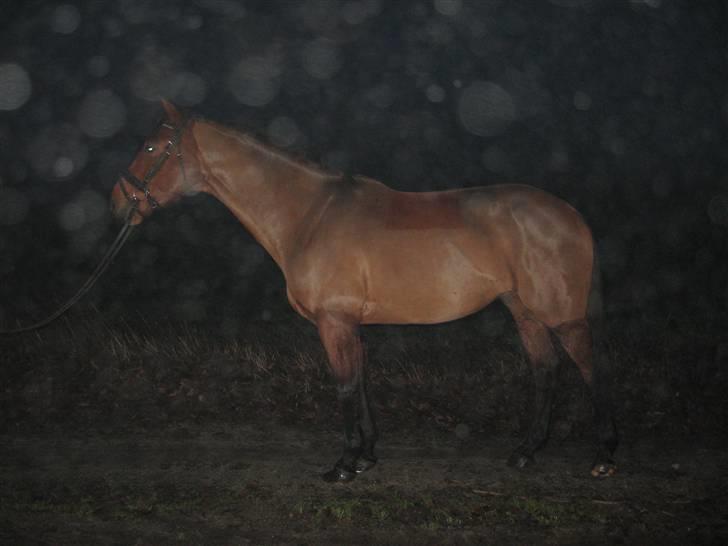 Hvad orm kan gøre ved en hest - TADAA Bums i dag!
nu arbejder vi på en bedre hals ;D billede 13