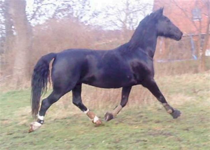 Tegninger af heste og venner - Søde shadow<3 billede 12