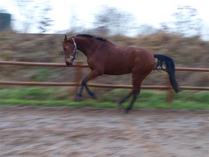  Min tid med Bansam <3 - 13 januar 09
løsspringning
så n jeg vild... 
du kan ikk fange mig..! og nu tager jeg lige springet bag fra..
haha billede 26