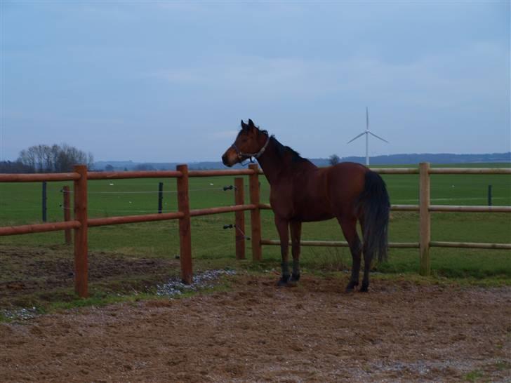  Min tid med Bansam <3 - 22 januar 09
løsspringning
der er alstå noget spændene der ude billede 28