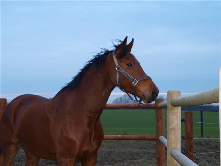  Min tid med Bansam <3 - 13 januar 09
løsspringning
der er os lige noget spændene her..! billede 27