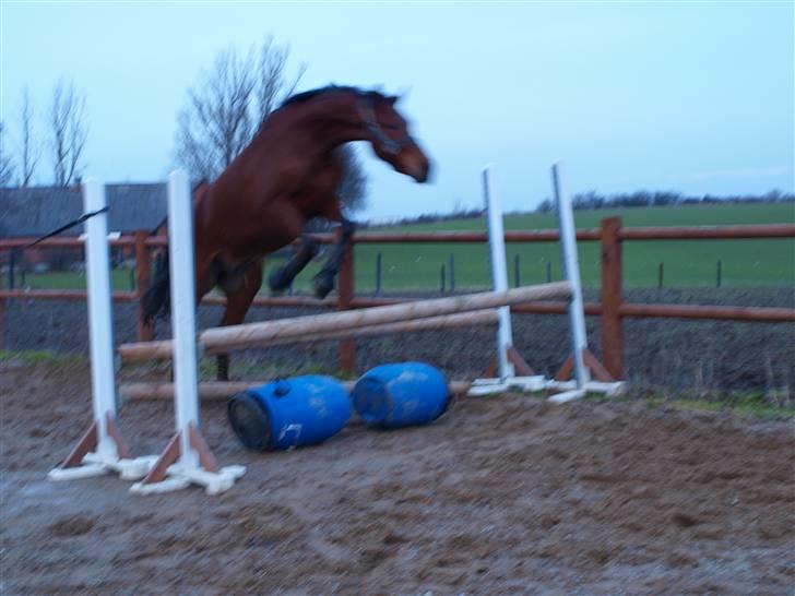  Min tid med Bansam <3 - 13 januar 09
løsspringning
han er så sød første gang jeg har lagt noget under springet og han kiggede slet ikk på det..! billede 25