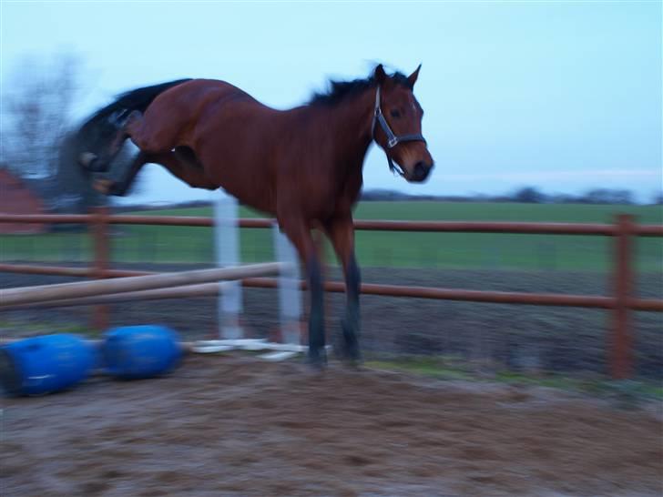  Min tid med Bansam <3 - 13 januar 09
løsspringning
måske ikk lige det kønneste billede men se lige ham i  forhold til bommene :D billede 24