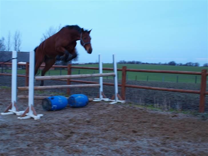  Min tid med Bansam <3 - 13 januar 09
løsspringning
Han er sku min drømme hest..
glæde mig til at starte nogle stævner på ham :D billede 22