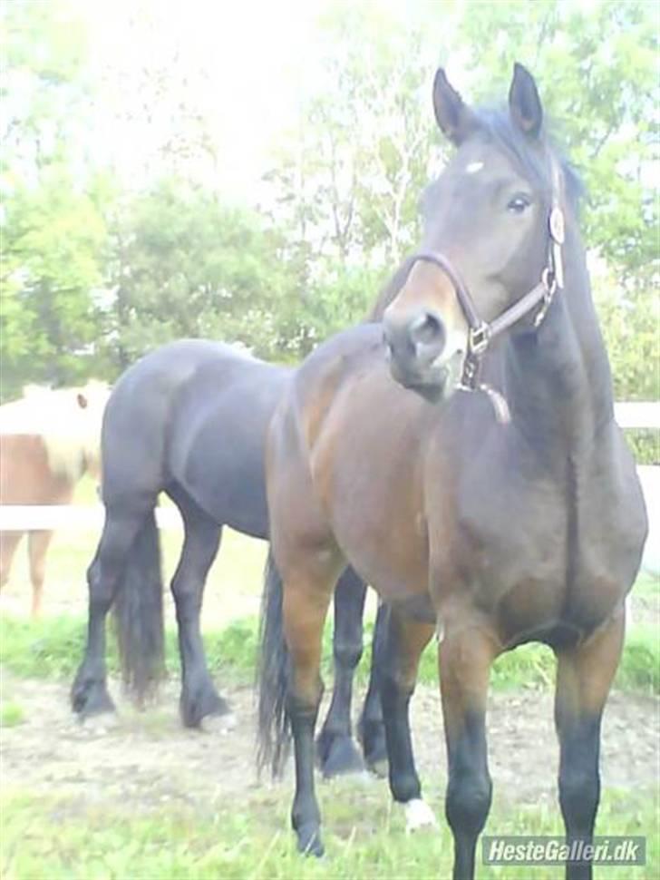 Tegninger af heste og venner billede 14