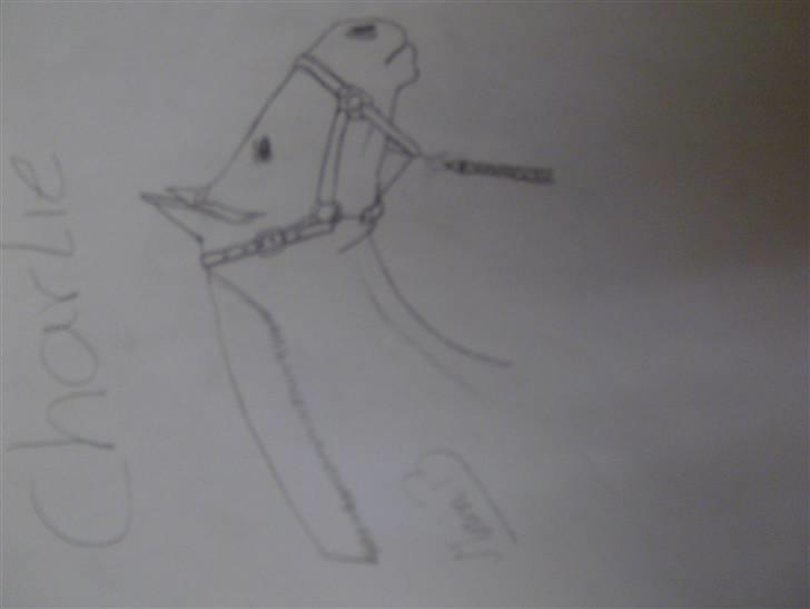 Tegninger jeg har tegnet til andre# tegner kat 3 ponyer med udstråling # - Charlie <33 billede 4