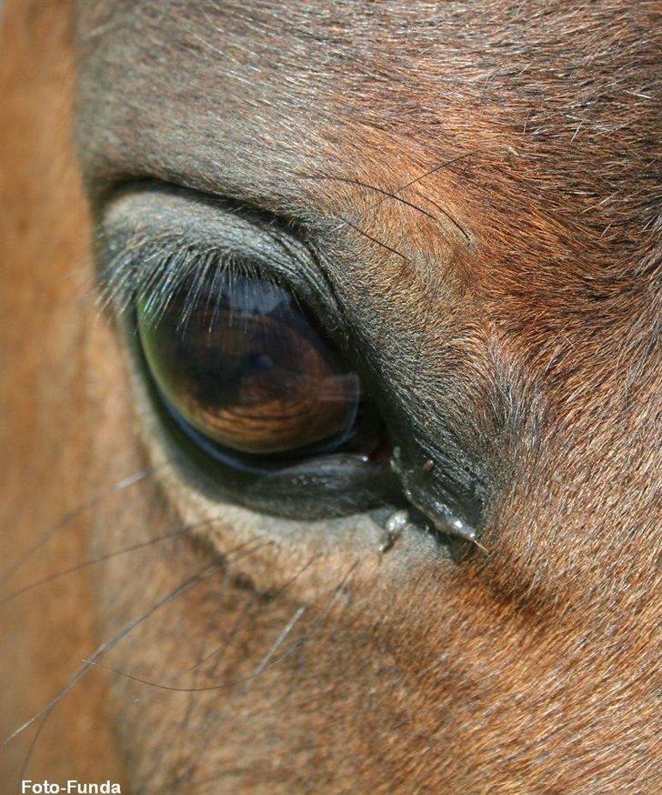Heste - Taget af Funda Lindberg billede 9