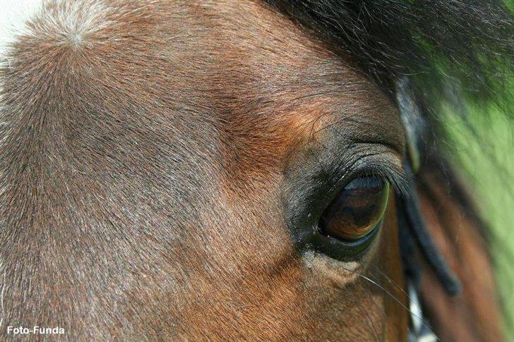 Heste - Taget af Funda Lindberg billede 10