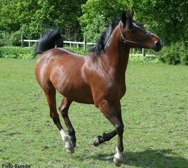 Heste - Taget af Funda Lindberg billede 11