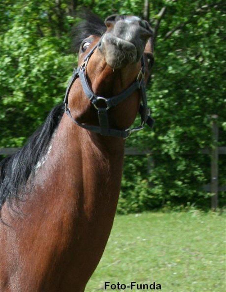 Heste - Taget af Funda Lindberg billede 12