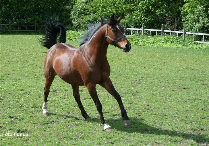 Heste - Taget af Funda Lindberg billede 13