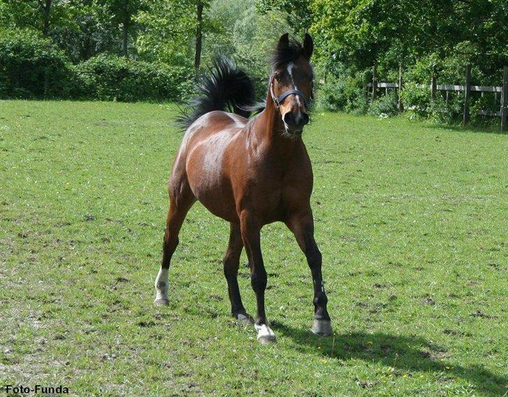 Heste - Taget af Funda Lindberg billede 14