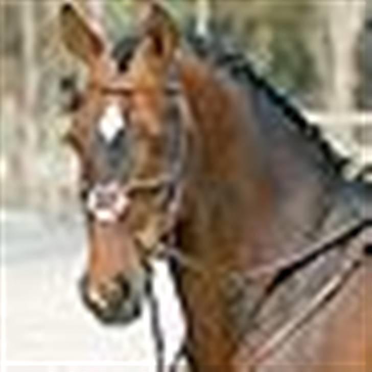 Diverse billeder af forskellige heste :P billede 25