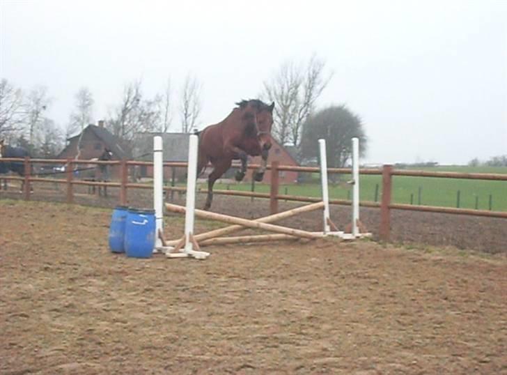  Min tid med Bansam <3 - 28 januar 09
løsspringning
 billede 21